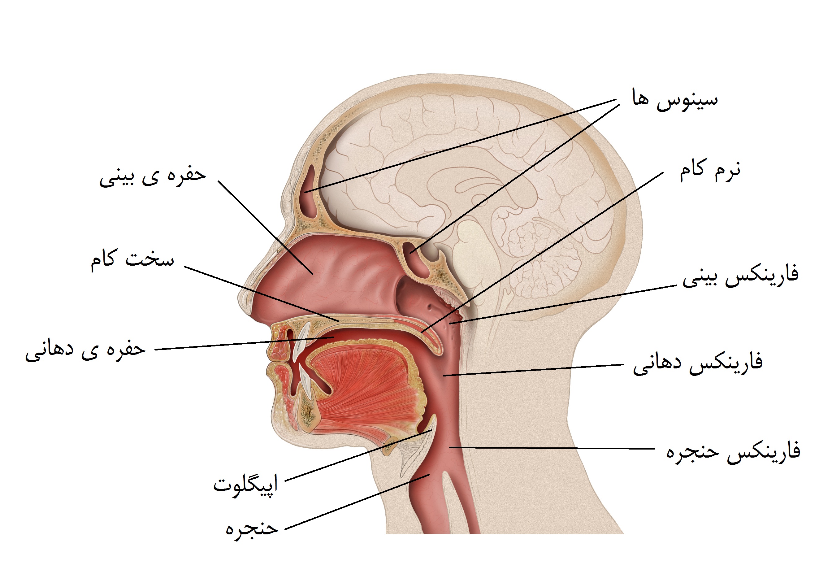 فارنجیل ( Pharyngeal ) چیست؟